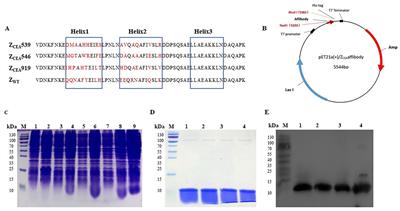 Novel anti-CEA affibody for rapid tumor-targeting and molecular imaging diagnosis in mice bearing gastrointestinal cancer cell lines